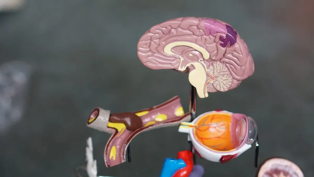 brain Functions of our body parts and organs 1