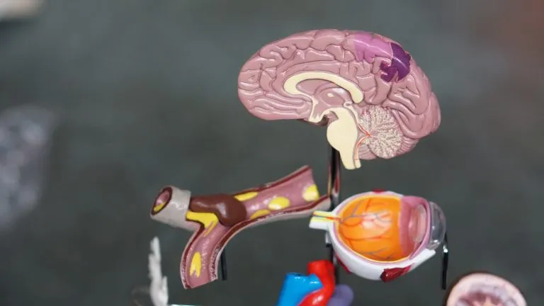 brain Functions of our body parts and organs 1