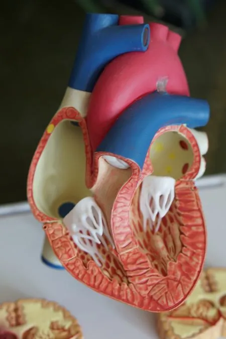 Functions of our body parts and organs 2