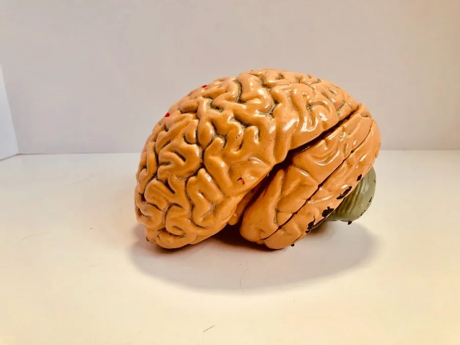 10 Surprising Things You Didn’t Know About Your Brain