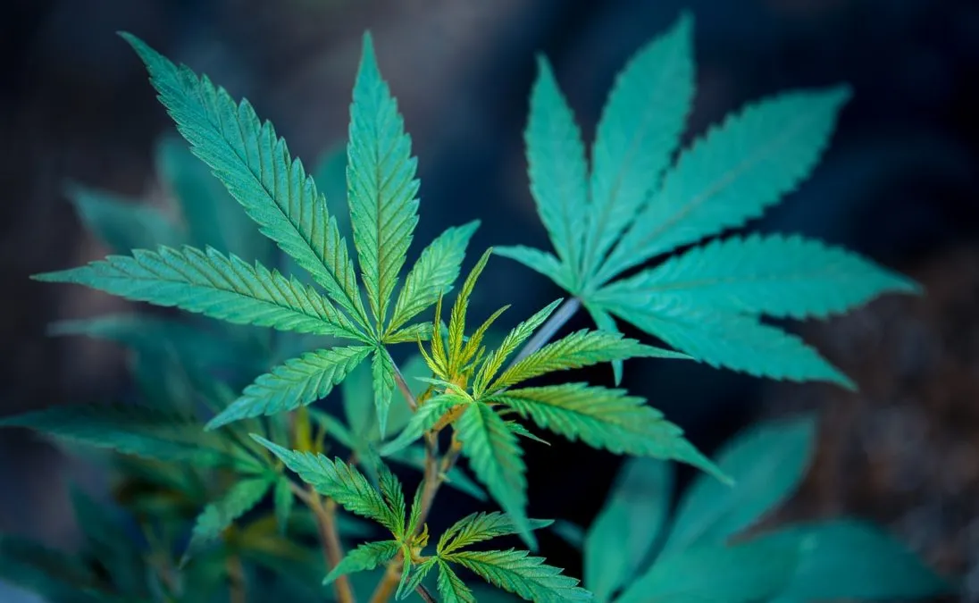 What you should know about Delta 8 Flower