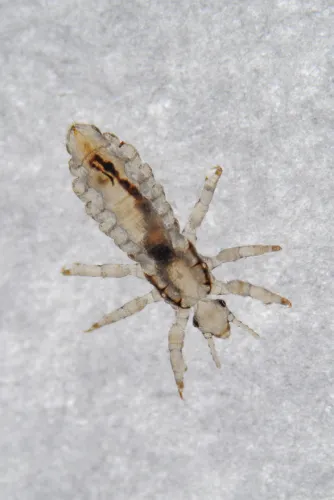 The Lice