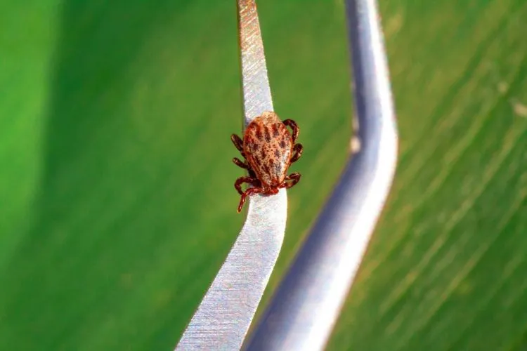 Having Lyme Illness And Trying To Get Better