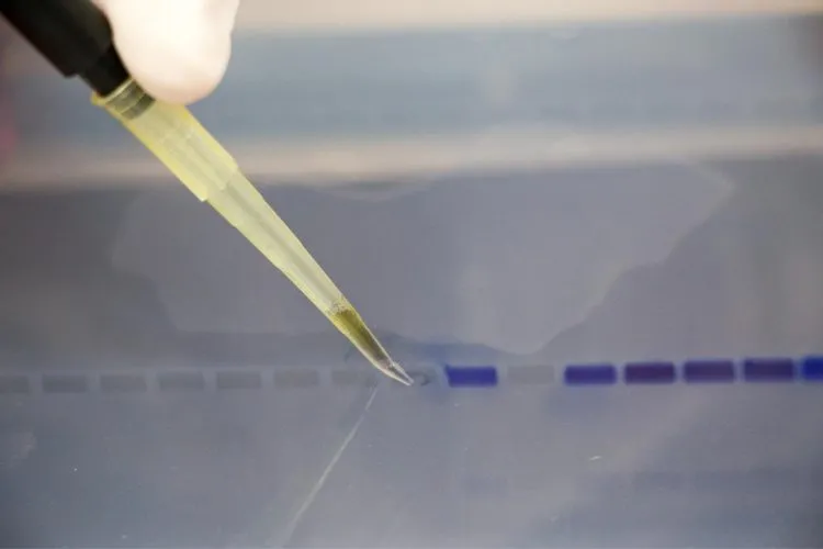 Performing Gel Electrophoresis