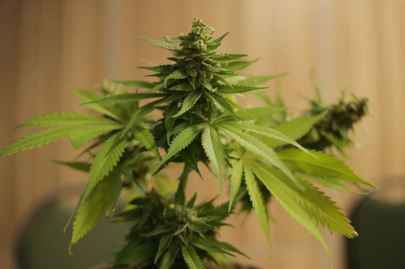 Using CBD Products