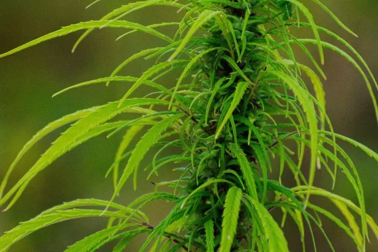 People Who Are A Bit Worried About Thc