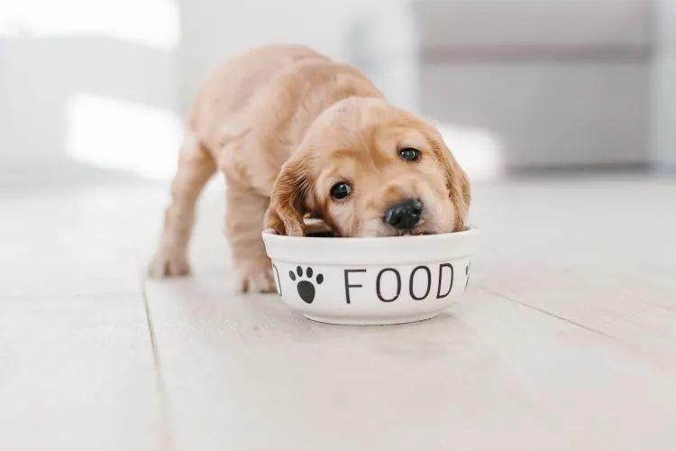 Foods That Are Appropriate For Every Species Of Animal