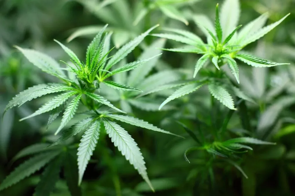 THC-O: All You Need To Know Before Trying It