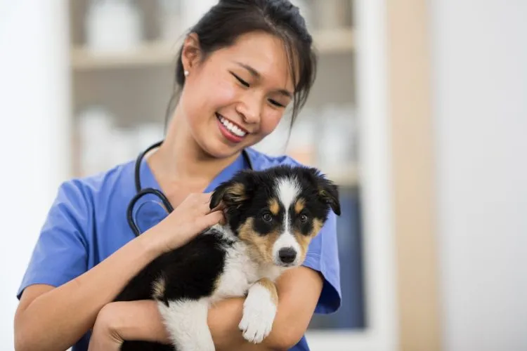 Benefits Of Good Health In Puppies