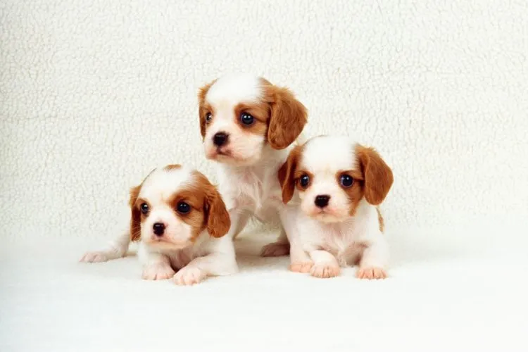 Importance Of Monitoring Puppy Health