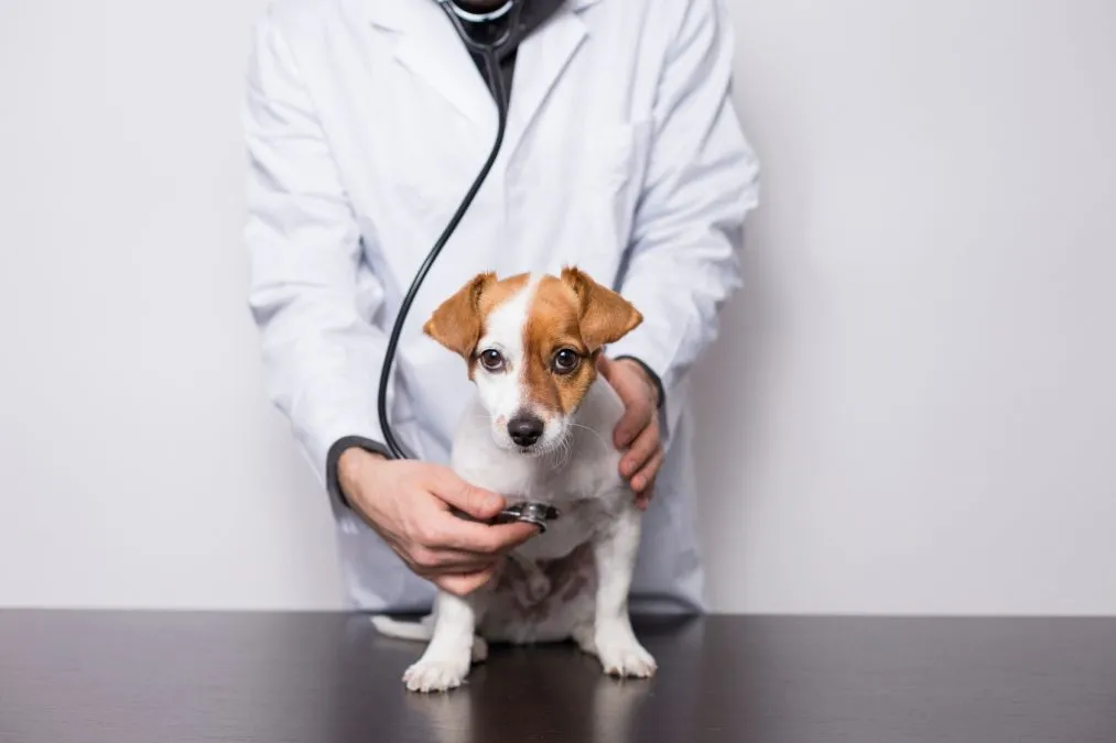 Signs Of Good Health In Puppies Nyt Crossword