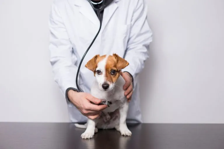 Signs Of Good Health In Puppies Nyt Crossword